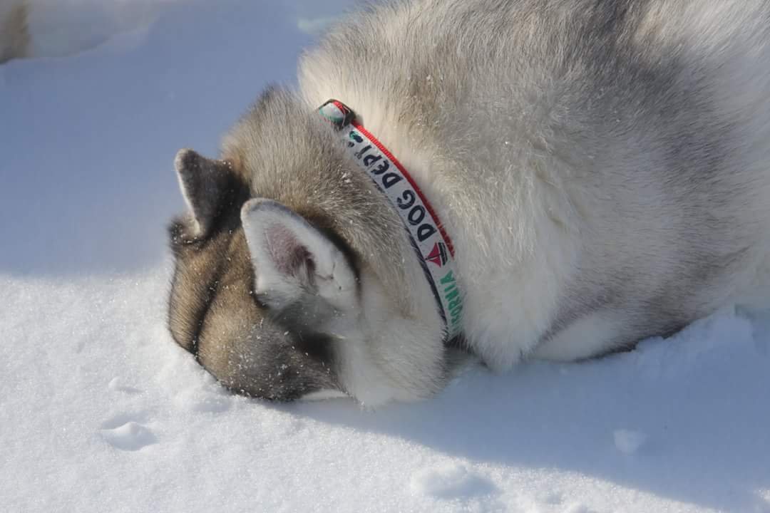 雪の中に顔を突っ込むシベリアンハスキー